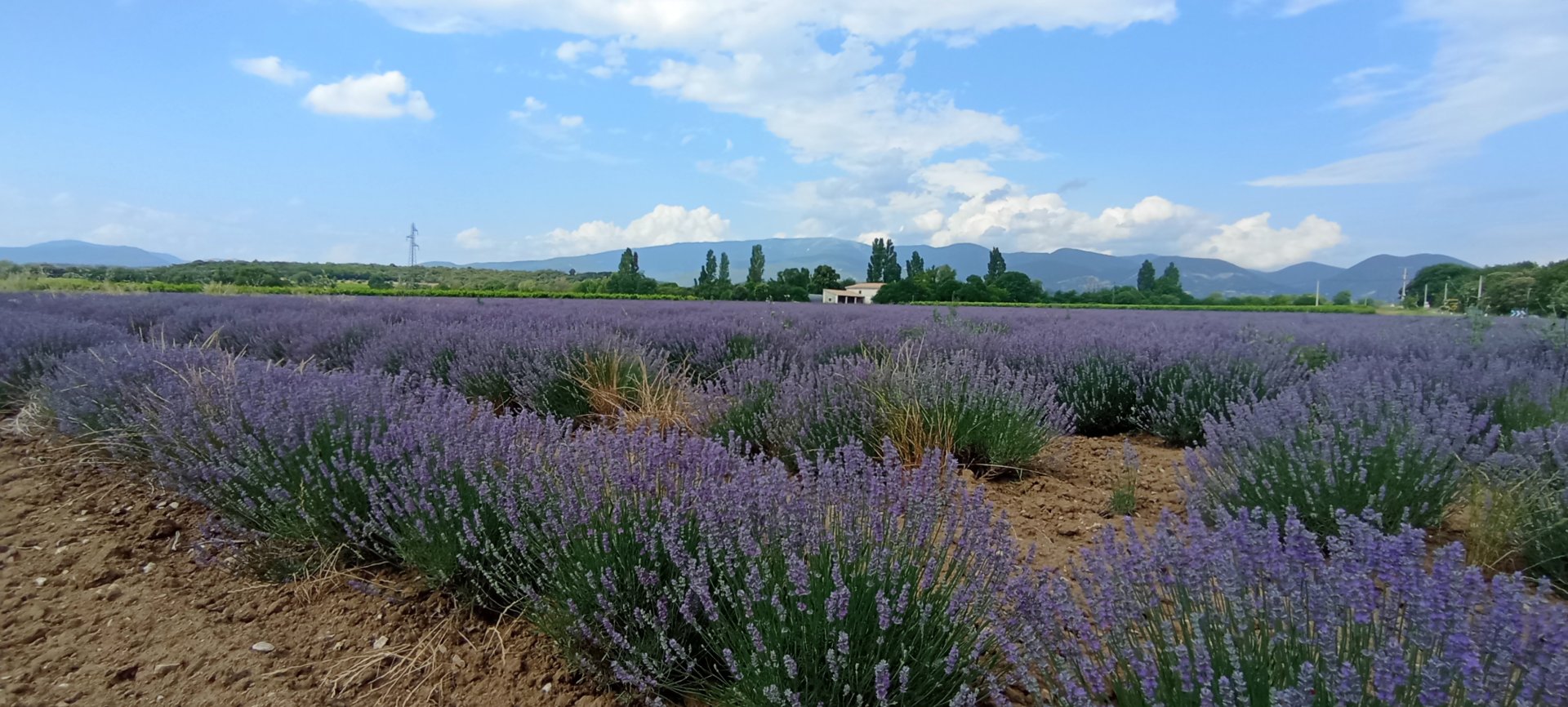 Champs de lavande en Drôme provençale