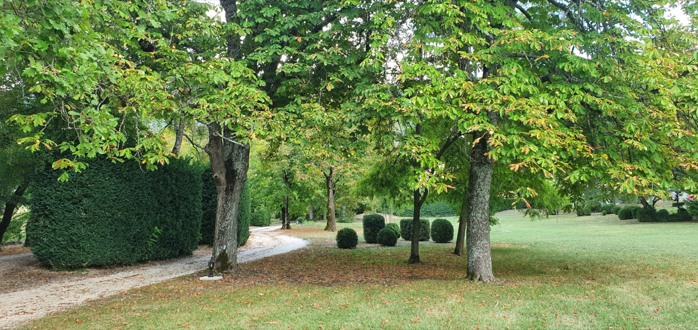 Parc arbore